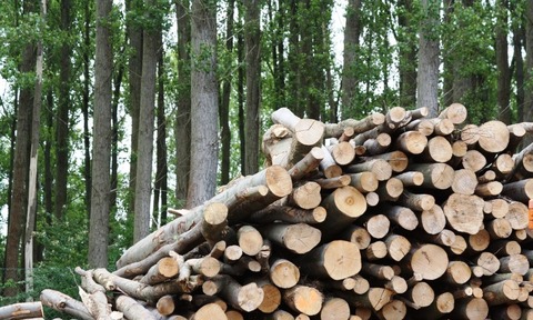 Biomass wood 