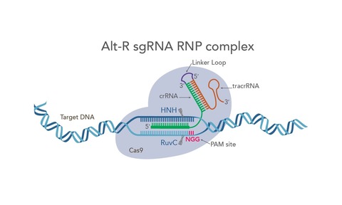 Genome editing using the CRISPR-Cas9 system has tremendous promise
