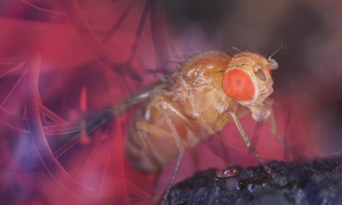The fruit fly is very widely used for genetic and epigenetic research.