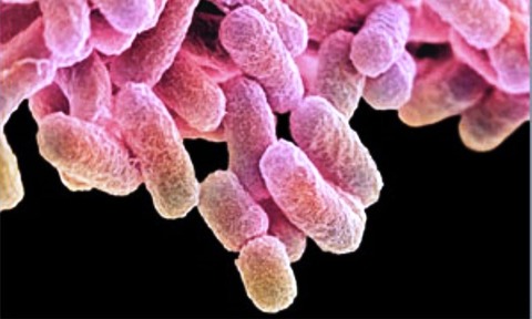 Bacteria programmed to churn out valuable chemicals