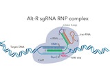 Genome editing using the CRISPR-Cas9 system has tremendous promise