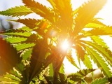 The Cannabis plant has a history of medicinal use