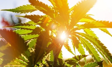 The Cannabis plant has a history of medicinal use