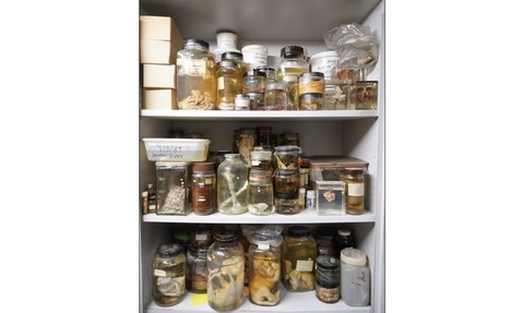 ZSL's collection includes samples donated from many diverse sources