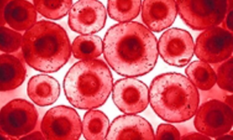 Blood cells