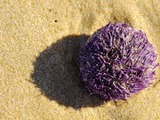 Sea Urchin