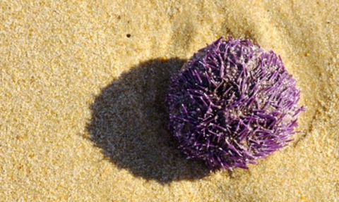 Sea Urchin