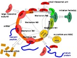 An illustration of the model used by Professor Gorban.