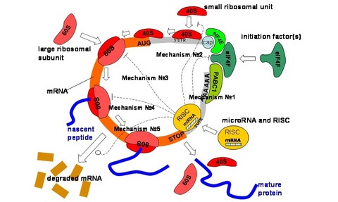 An illustration of the model used by Professor Gorban.