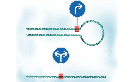 DNA Loop