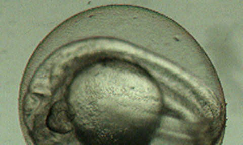 Zebrafish embryo