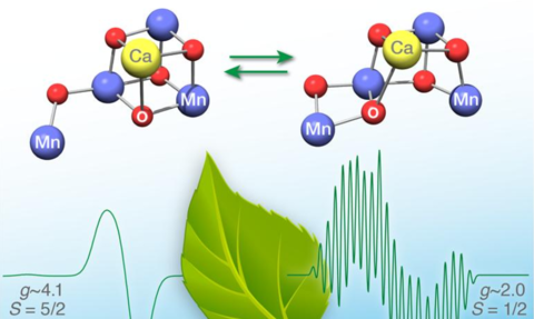 Photosystem