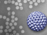 A 3D image of a rotavirus, constructed from data gathered using the new technique 