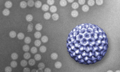 A 3D image of a rotavirus, constructed from data gathered using the new technique 