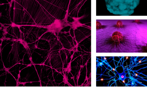 3D cell culture