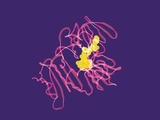 Amsbio aptamer