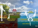 Carbon cycle