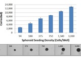 MDA-MB-231 spheroids after 7 days  in culture. Increasing cell seeding density results in increased 