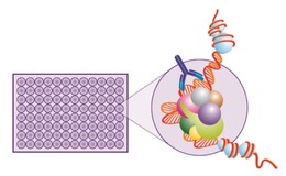 Rapidly developing epigenetics