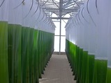 Microalgae being cultivated for food use