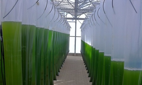 Microalgae being cultivated for food use