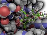 Enzyme catalysis