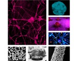 The Amsbio webinar addresses 3D cell-based models for regenerative medicine