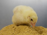 By-product could feed chickens