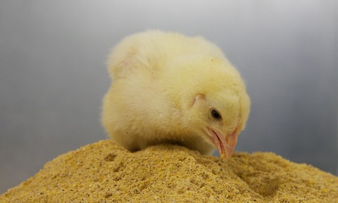 By-product could feed chickens