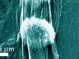 Cells growing on the carbon nanotube support