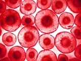 Blood cells