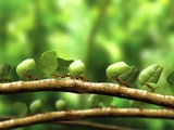 Leafcutter ants