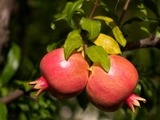 Pomegranate skin could fight Alzheimer's disease