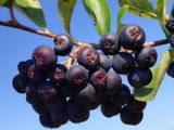 Chokeberry fruit