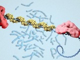 Purified protein repairing DNA