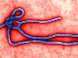 Ebola virus