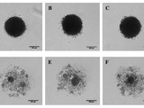 Amsbio embryoid kit