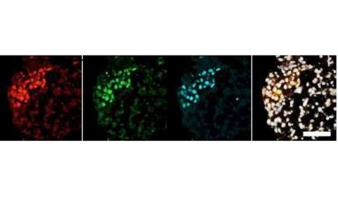 Clusters of Human Embryonic Stem Cells 