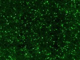 DNA-In Neuro Transfection Reagent offers researchers a cost effective, robust and easy-to-use DNA de