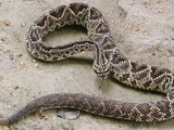 A venomous pit viper