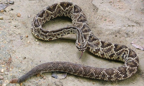 A venomous pit viper