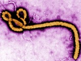 Ebola