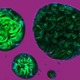 Phthalocyanine solid and liquid crystal phases imaged using the Linkam THMS600 stage. 